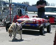 American Bulldog Club